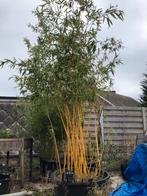 Grote bamboo in potten, Tuin en Terras, Planten | Bomen, Ophalen, In pot