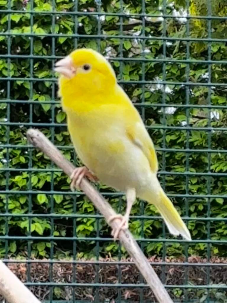 Homme canarien, Animaux & Accessoires, Oiseaux | Canaris, Mâle