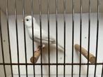 Witte kanarie, Dieren en Toebehoren, Vogels | Kanaries, Mannelijk