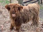 Kalf Schotse Hooglander, Mannelijk, 0 tot 2 jaar