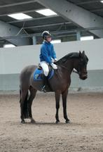 Dressuur/wandel/leerpony, Animaux & Accessoires, Poneys, Avec pedigree, 11 ans ou plus, Hongre, Poney de récréation