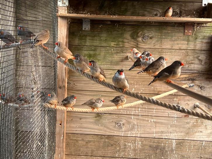 Koppels zebravinken, Dieren en Toebehoren, Vogels | Overige Vogels, Meerdere dieren
