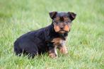 Yorkshire Terriër pups te koop, Dieren en Toebehoren, Honden | Jack Russells en Terriërs, België, 8 tot 15 weken, Teef, Eén hond