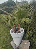 Palmboom Washingtonia, Tuin en Terras, Ophalen