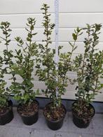 Querqus Ilex, Tuin en Terras, Ophalen, Halfschaduw