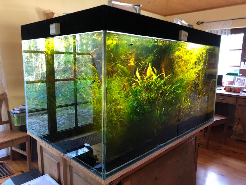 Java mos, Dieren en Toebehoren, Vissen | Aquaria en Toebehoren, Zo goed als nieuw, Ophalen of Verzenden