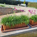 Grasbloemetjes  te koop, Tuin en Terras, Ophalen of Verzenden