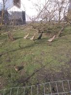 Broedeieren Loopeenden, Dieren en Toebehoren, Pluimvee, Eend