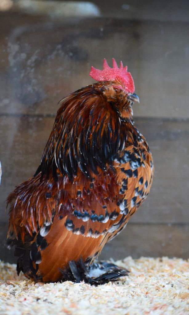 Ukkelse en Everbergse baardkrielen hennen en hanen, Animaux & Accessoires, Volatiles, Poule ou poulet, Plusieurs animaux