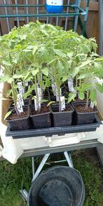 plants de tomates à partir de 25 variétés de tomates, Enlèvement