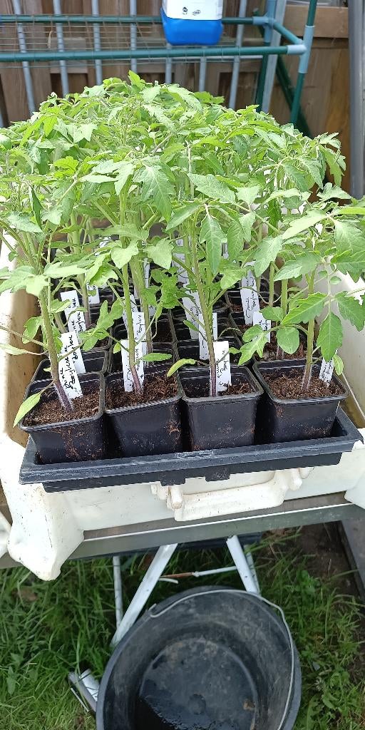 plants de tomates de 25 variétés de tomates, Jardin & Terrasse, Plantes | Jardin, Enlèvement