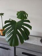 Monstera Deliciosa, Enlèvement