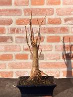 Bonsai ginkgo biloba klein formaat, Tuin en Terras, Ophalen