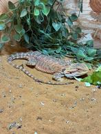 Dwerg baaragaam, Dieren en Toebehoren, Hagedis, Met terrarium, 0 tot 2 jaar