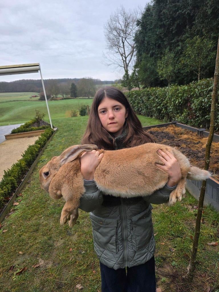 Raszuivere Vlaamse reus. Gevacineerd en ouders aanwezig