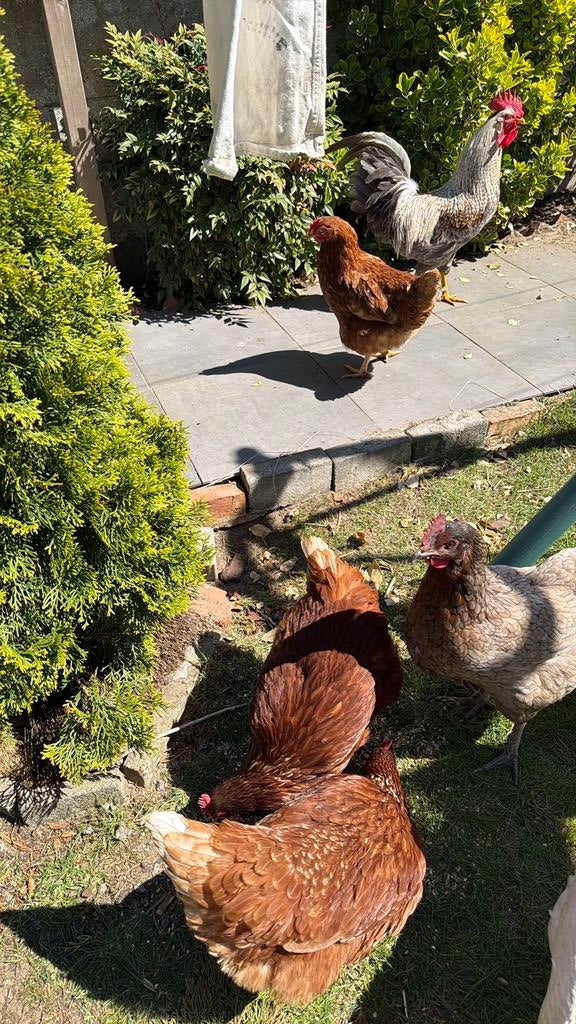 Haan met 3 bruin kippen