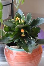 Kalanchoe / 3 kamerplanten / Voor de liefhebber !, Ophalen, Vaste plant