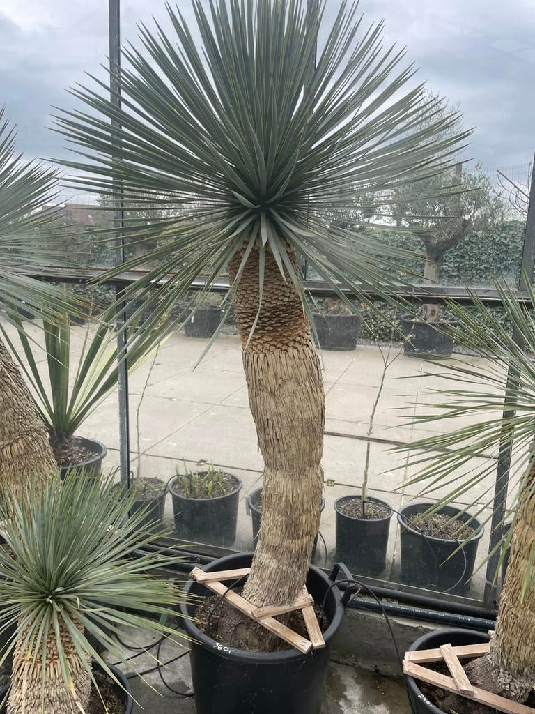 Yucca Rostrata, En pot, 100 à 250 cm, Plein soleil, Enlèvement