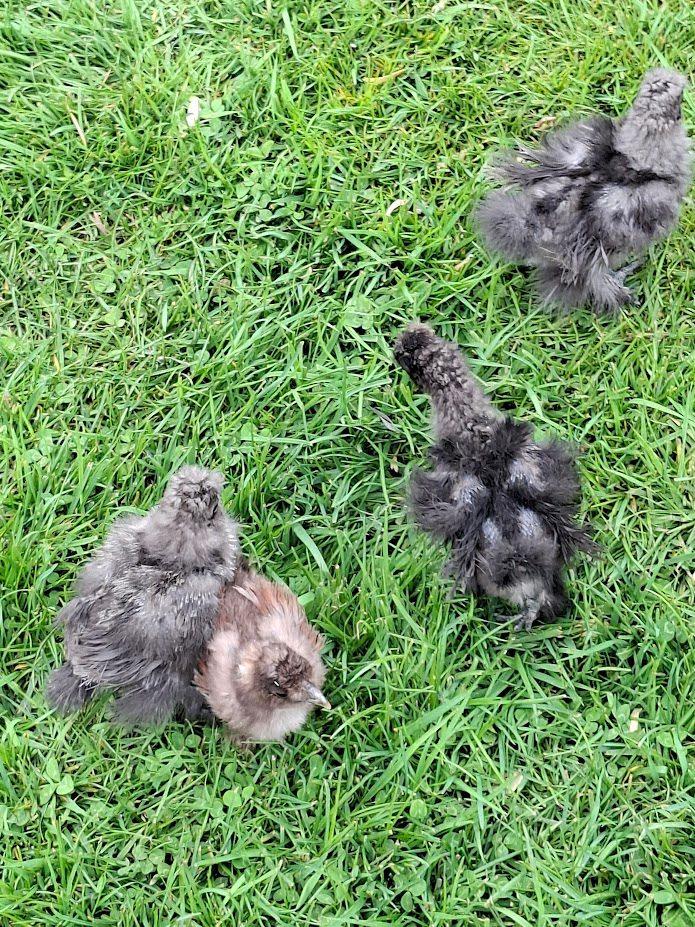 kuikentjes van usa Zijdehoen, Geslacht onbekend, Kip