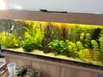 Juwel aquarium 270, Ophalen, Gebruikt, Gevuld zoetwateraquarium