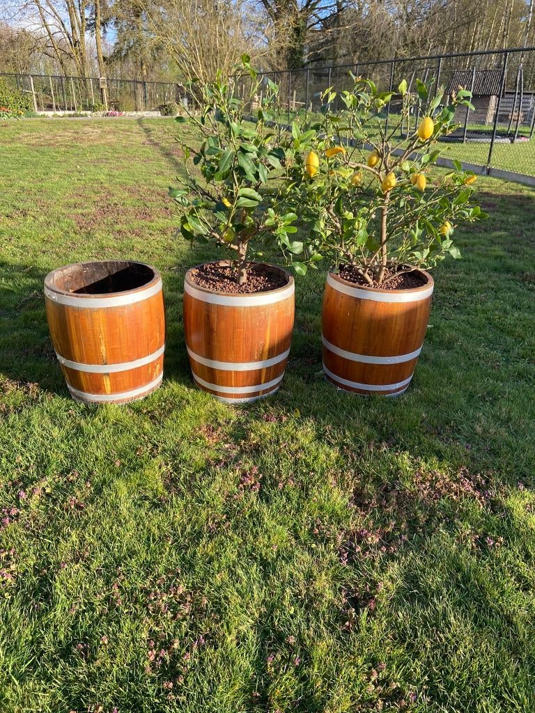 Tonnen met plant, Ophalen, Gebruikt, Rond, Hout