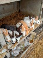 Mooi nestje van 9 stuks, Dieren en Toebehoren