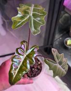 Alocasia pseudo sanderiana aurea, Enlèvement