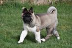 Chiots Akita américains à vendre, 15 semaines à 1 an, Étranger, Hépatite contagieuse (maladie de Rubarth), Autres races