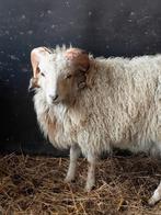 Te koop: 2 ouessant rammetjes, Dieren en Toebehoren