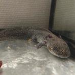 Axolotl paar zoekt baas.