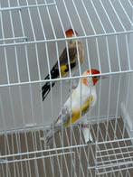 Mutaties van distelvinken, Dieren en Toebehoren, Mannelijk, Wildzangvogel, Geringd