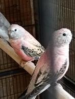 Couple de bourkes, Plusieurs animaux, Perruche, Bagué