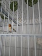 Couple de putters majeurs de Goldfinches