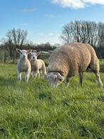 Schaap met 2 lammeren, Dieren en Toebehoren, Schaap