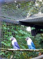 Violet en blauwe agapornissen, Ophalen of Verzenden