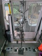 Kerstboom       µ1m, Divers, Noël, Enlèvement