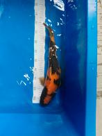 Japanse koi, Dieren en Toebehoren, Vissen | Vijvervissen