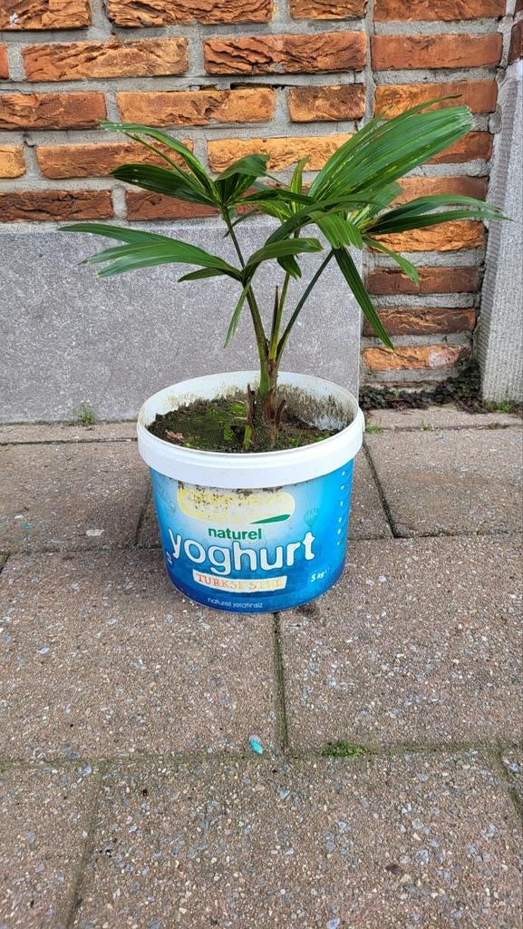 Palmier (rustique), Jardin & Terrasse, Enlèvement, Palmier