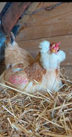 Broedeieren olijflegger kleurlegger groenlegger kippen, Dieren en Toebehoren, Pluimvee, Kip