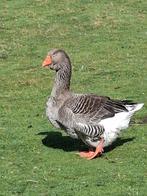 Toulousa manelijke gans