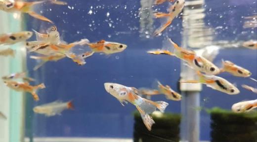 Guppen - Platty, Zoetwatervis