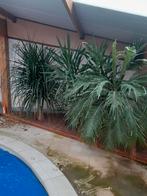 grote planten, Huis en Inrichting, Kamerplanten, Ophalen