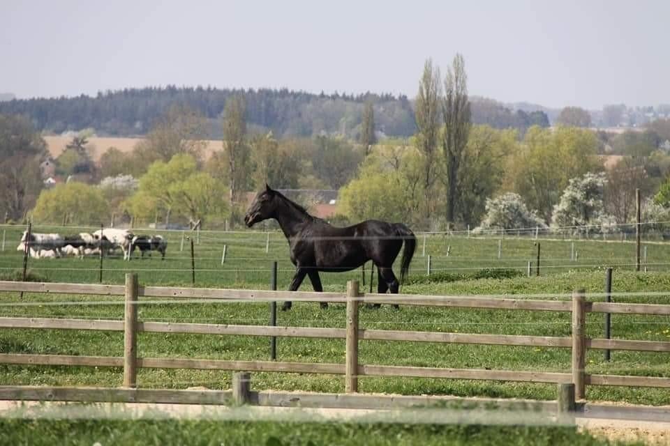 Prairie disponible pour cheval Enines Orp Jauche, Animaux & Accessoires