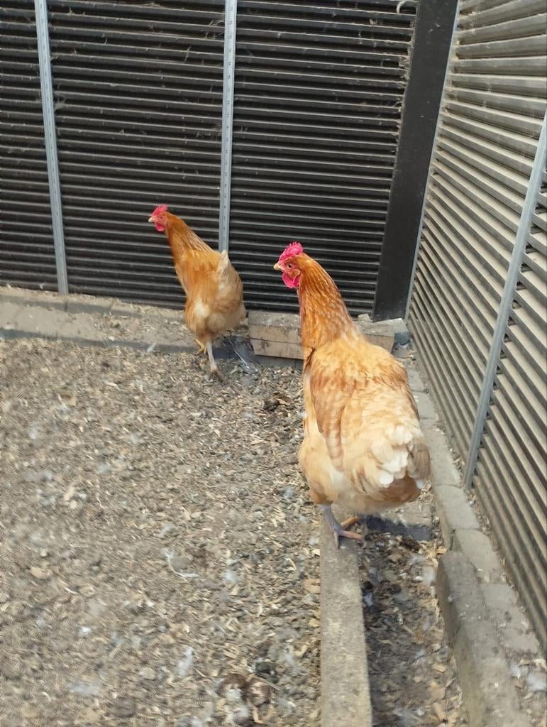 2 bruine legkippen, Dieren en Toebehoren