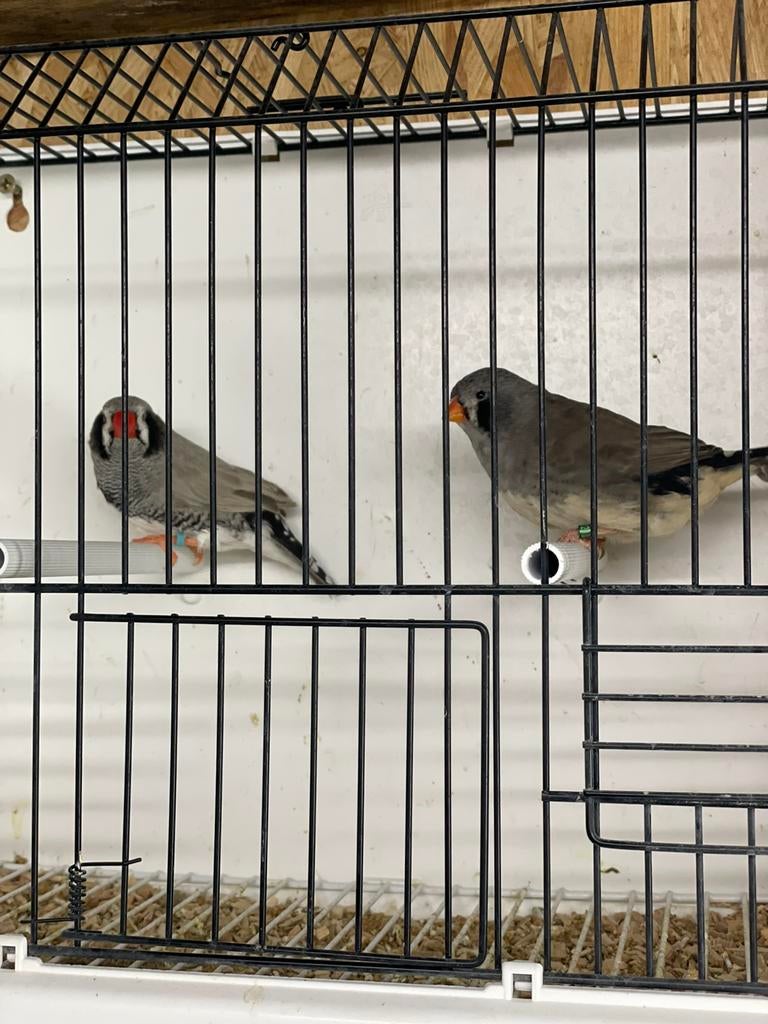 Koppel zwartwang split charcoal zebravinken, Animaux & Accessoires, Oiseaux | Oiseaux Autre, Plusieurs animaux, Oiseau tropical