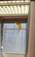 Halsbandparkiet voor handopfok, Dieren en Toebehoren, Geslacht onbekend, Parkiet, Geringd