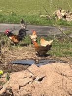 broedeieren Brakelse/Brabantse kippen