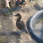 Baikal taling eend vrouw, Dieren en Toebehoren, Pluimvee, Vrouwelijk, Eend