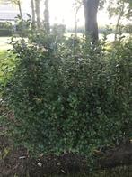 liguster, Tuin en Terras, Planten | Struiken en Hagen, Ophalen, Liguster, Haag, 100 tot 250 cm