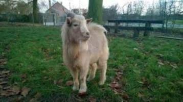 Dekbok dwerggeit te huur, Dieren en Toebehoren, Schapen, Geiten en Varkens